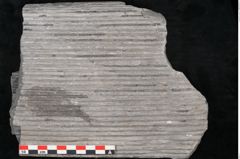 Foto (Detailansicht) von Sigillaria sp.  (NHMW-GEO-2024-0188-11176)